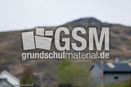 Sterntaucher (14 von 20).jpg